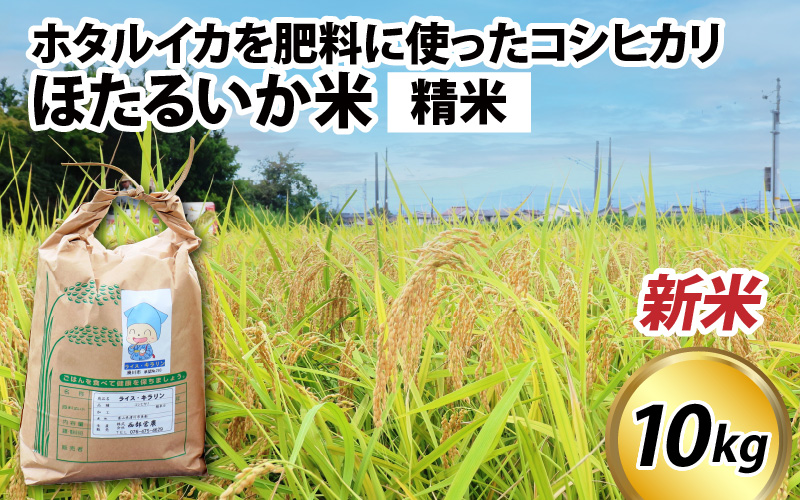 【先行予約】【新米】ほたるいか米（新米/精米10kg）25年10月以降順次配送予定