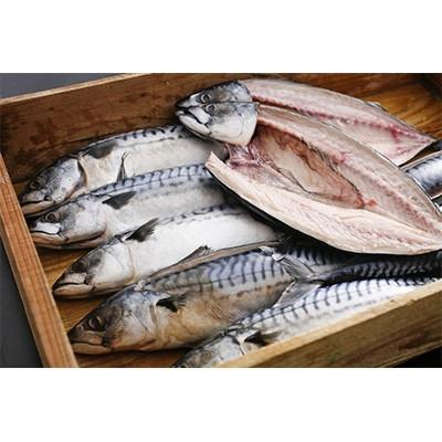 ふるさと納税 与謝野町 橋立やまいち自慢　旨みたっぷりふっくら塩サバ(大)×2本 |  | 01