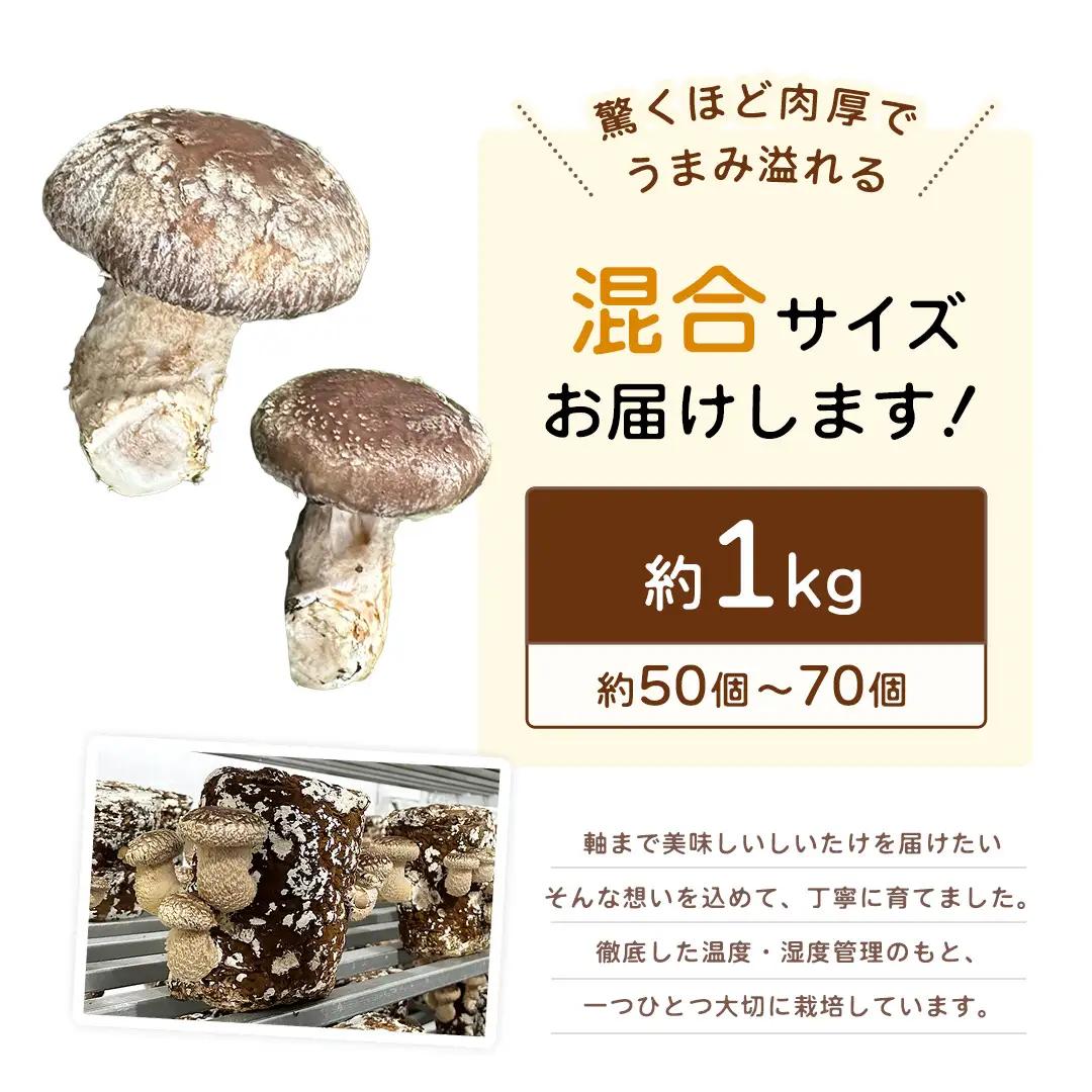 産地直送！軸まで美味しい『軸王しいたけ』サイズ混合 約1kg (約50～70個)