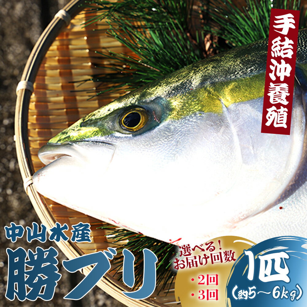 【ふるさと納税】【お届け回数が選べる】【期間限定】「勝ブリ」1匹（約5kg〜6kg）（2回／3回） 【先行申込】 - 期間限定 魚 ぶり 鰤 寒ブリ 海鮮 鮮魚 魚介類 海の幸 ギフト お刺身 煮物 焼き魚 おかず 手結沖養殖 産地直送 のし対応可 高知県 香南市【冷蔵】Rny-0009