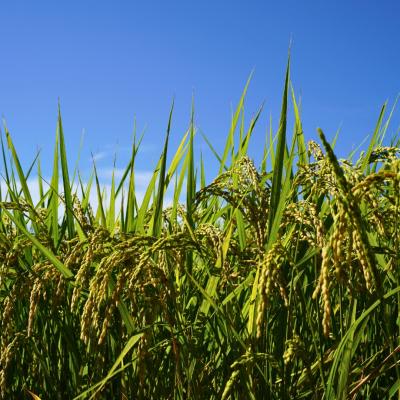 ふるさと納税 三条市 先行受付 新潟県三条市産 コシヒカリ(従来種) 精米 5kg 令和7年産 【015S196】 |  | 02