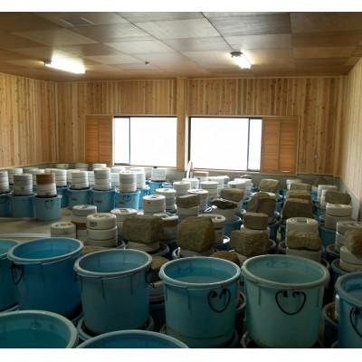 ふるさと納税 彦根市 【あゆの店きむら】 びわ湖産天然 鮒寿し 大サイズ |  | 03