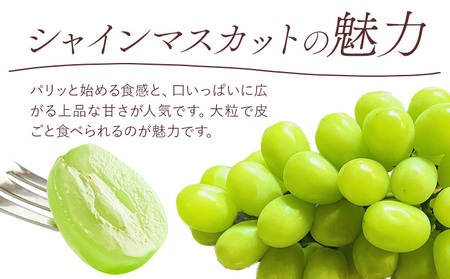 【2026年先行予約】桃 ぶどう 白桃 3玉 約900g（1玉約300g）シャインマスカット 晴王 1房 550g以上 もも 葡萄 詰合せ 岡山 国産 フルーツ 果物 ギフト 桃茂実苑《6月中旬-8月