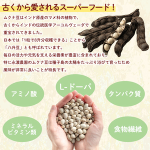 n427 ムクナ豆 100g 八升豆 ハッショウ豆 【永濱農園】