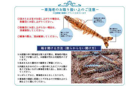 【配送指定日必須】天草産 活車海老 500g 大サイズ【発送期間2026年11月6日～2027年3月31日】