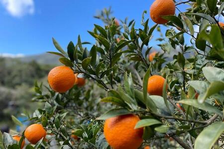 【2026年発送】家庭用・訳あり 屋久島産たんかん5kg満杯箱(M～3Lサイズ混合・約30玉前後)