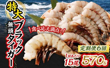 【6回定期便】特大 ブラックタイガー 無頭えび 570g前後（15尾）×6回 ｜海老 えび エビ ブラックタイガー 海鮮 魚介 殻付き 冷凍 大阪府 阪南市