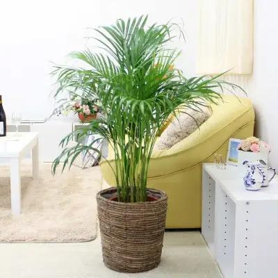 【観葉植物】アレカヤシ 8号 ブラウンバスケット鉢カバー 土の表面:ウッドチップ【観葉植物 インテリア 部屋 おしゃれ 福岡県 筑前町 送料無料 AG020】【価格改定】