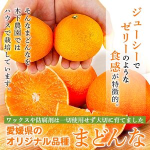 紅まどんなと同品種！＜木下さんちのまどんな 約2.5kg 家庭用＞ 柑橘類 みかん ミカン 果物 くだもの フルーツ 不揃い 自宅用 愛媛果試第28号 特産品 産地直送 マドンナ 木下農園 西宇和 愛