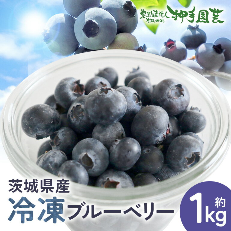 【ふるさと納税】冷凍ブルーベリー 約1kg ブルーベリー 冷凍 フルーツ 果物 くだもの 冷凍フルーツ 冷凍果物 完熟 新鮮 目にいい 健康 美容 人気 ギフト 贈り物 プレゼント 茨城県産 55-C