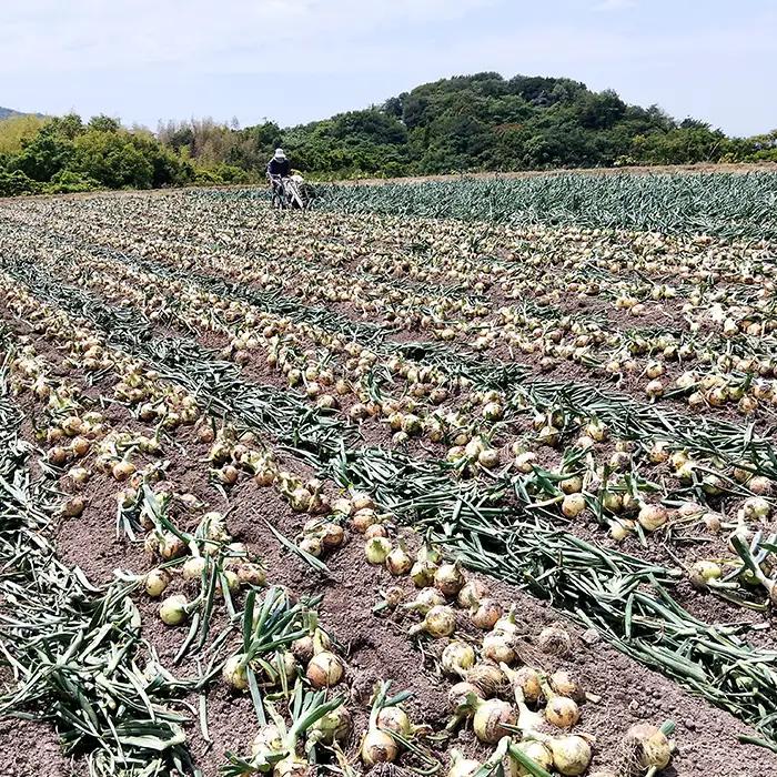 五斗長玉ねぎ 10kg　玉ねぎ