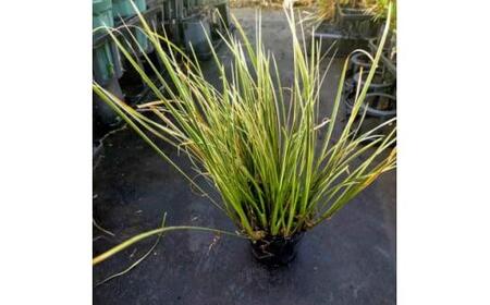 素敵な植物 斑入りセキショウ 10本セット