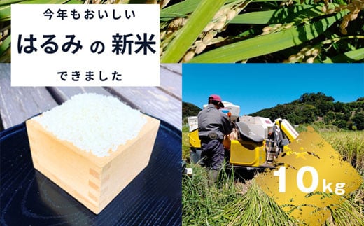 【R7年新米10kg】湘南生まれのお米「はるみ」〈出荷時期:～2025年12月26日出荷終了〉【 神奈川県 大磯町 米 お米 白米 白飯 コシヒカリ キヌヒカリ 交配種 新米 前日精米 特別栽培米 甘み 期間限定】