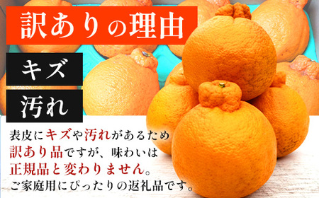【数量限定・訳あり】しらぬい 約3kg(10～12玉) MS-1｜数量限定 柑橘 みかん ミカン 蜜柑 果物 生果 旬 フルーツ くだもの 国産 産地直送 家庭用 佐多岬