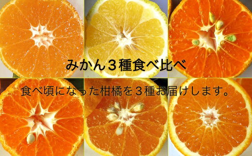 【ふるさと納税】R7年12月より発送 訳あり みかん3種 計3kg おまかせ食べ比べセット 栽培期間中 無農薬 お楽しみ 柑橘 柑橘類 ミカン 果物 果実 フルーツ おやつ デザート 健康 美味しい おいしい ワケアリ 自宅用 国産 高知県 高知 土佐清水 旬【R01352】