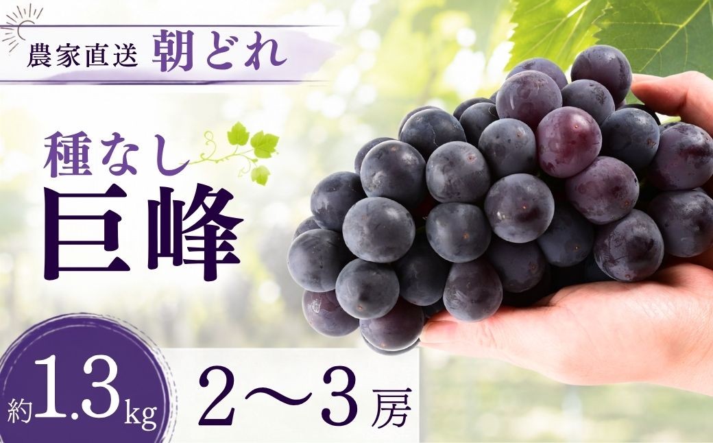 
                  【農家直送（収穫日に発送）】種無し巨峰  約1.3kg (2～3房) | 巨峰 種なし きょほう キョホウ 直送 新鮮 朝採れ あさどれ 朝収穫 ぶどう 農家直送 収穫日発送 新鮮 フルーツ 果物 お取り寄せ 季節限定 愛知県 豊田市
                