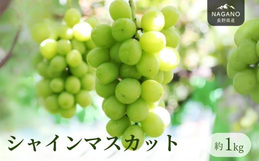 MS30 ぶどう シャインマスカット（長野県産秀品） 約1kg / 2026年9月下旬～11月上旬頃 配送予定 // 種なし 皮ごと 葡萄 ブドウ ぶどう 長野県 南信州 シャイン マスカット 大粒 甘い 葡萄 人気 新鮮
