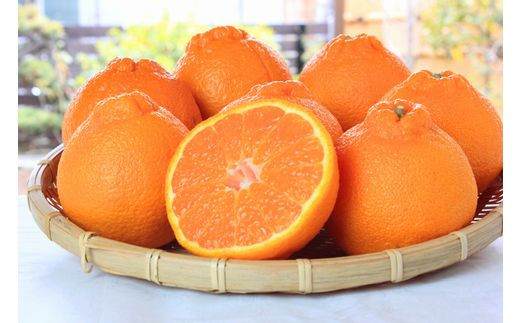 【ご家庭用訳あり】紀州有田産不知火(しらぬひ) 約6kg 【予約】※2026年2月中旬頃～2026年3月中旬頃に順次発送予定(お届け日指定不可)【uot831A】