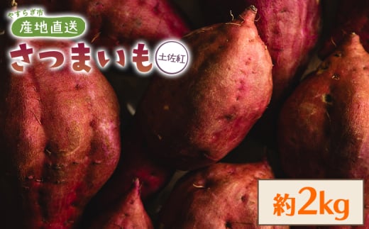 さつまいも （土佐紅）2kg 2025年出荷分 - サツマイモ さつま芋 野菜 焼き芋 やきいも 焼いも おやつ スイーツ スイートポテト バター焼き アレンジ 料理 国産 高知県 香南市 yr-0042