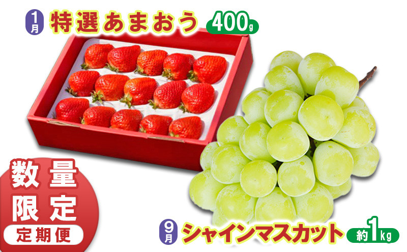 
                  数量限定 定期便 2回 うるう農園 特選 あまおう 400g ゆう美果樹園 シャインマスカット 1～3房 約1kg いちご シャイン セット ※配送不可：離島
                