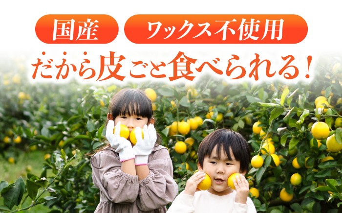 レモン れもん 檸檬 果汁 柑橘 フルーツ ふるーつ 果物 くだもの レモンサワー レモンケーキ レモンティー レモネード