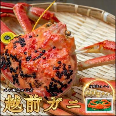 ふるさと納税 小浜市 【年末配送】越前がに (ズワイガニ)600g×1杯