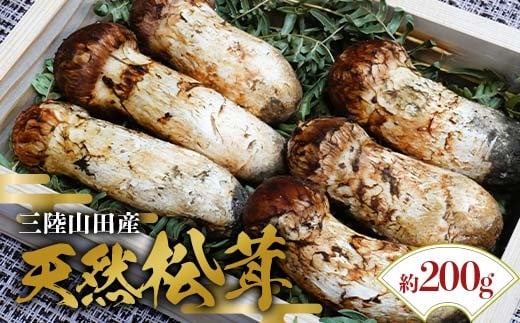 ≪2025年先行予約 9月中旬～10月下旬発送予定！≫「茸の匠」が採る 三陸山田産松茸約200g【芳賀榮三きのこ園】岩手県山田町 山田町 まつたけ きのこ名人 野菜 山田産野菜 秋の味覚 【配送日指定不可】 YD-885