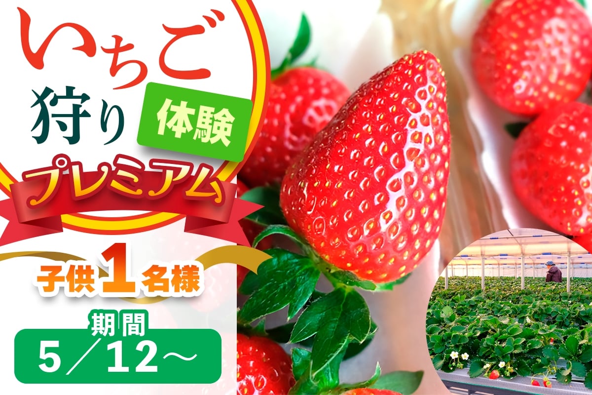 
            [5月12日以降] いちご狩り体験プレミアム 子供1名様 奈良のブランド (ならあかり・古都華・あすかルビー)｜イチゴ農園 果物 フルーツ 親子 体験チケット いちご狩り農園 奈良県 [3064]
          
