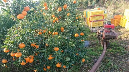 【先行受付】【数量限定】【家庭用】せとか（生果）5kg（2026年2月頃より順次発送） 【ふるさと納税 人気 おすすめ ランキング 柑橘 みかん ミカン せとか 蜜柑 果物 生果 フルーツ 家庭用 Y