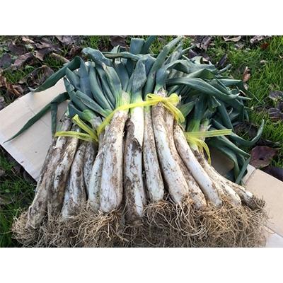 ふるさと納税 須賀川市 阿部農縁の明治から守る曲がりネギ　20本×3束　約12kg