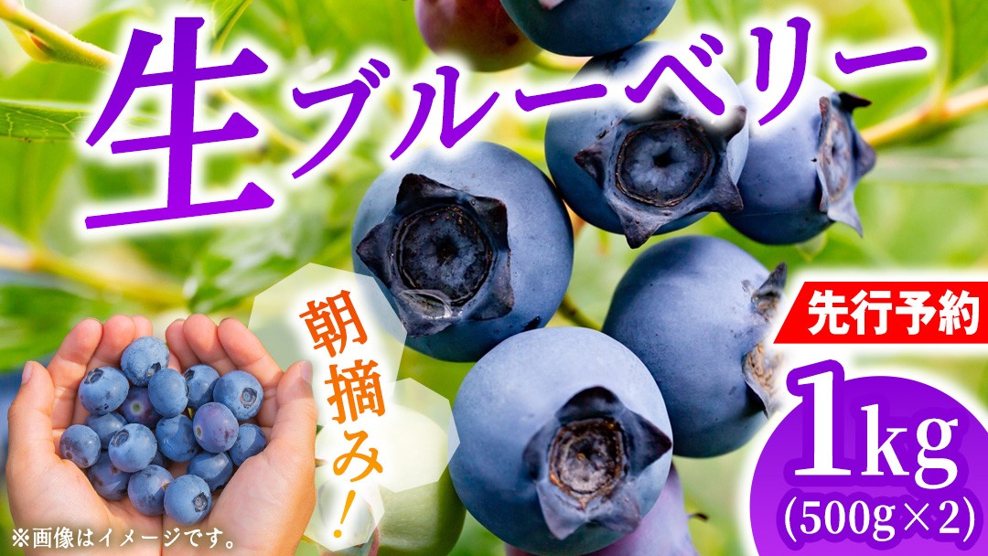 
                  【先行予約】朝摘み 生 ブルーベリー 1kg (500g×2) 2027年6月中旬発送 国産 期間限定 数量限定 冷蔵 果物 ぶるーべりー ベリー フルーツ くだもの ヨーグルト 新鮮 産地直送 おすすめ 甘い 茨城県 城里町 そよ風の丘 城里ブリーベリーガーデン[CB001]
                