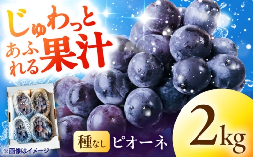 ぶどう 【先行予約】 種無しピオーネ2kg／ぶどう 種なし フルーツ くだもの ぶどう ブドウ 葡萄 ピオーネ ぴおーね 大粒 甘い ジューシー 高糖度 旬 産地直送 愛媛 国産 果物 内子 返礼品 