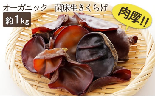 オーガニック 菌床生きくらげ 約1kg [№5734-0100]