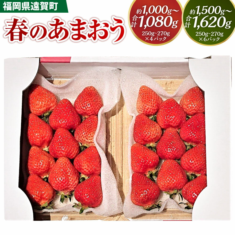 【ふるさと納税】〈選べる内容量〉春のあまおう 2L・2A・G規格以上 約250～270g×4パック / 約250～270g×6パック合計1000～1080g / 1500g～1620g あまおう いちご イチゴ ストロベリー ベリー フルーツ 果物 福岡県産 送料無料【2026年3月上旬～4月下旬発送予定】
