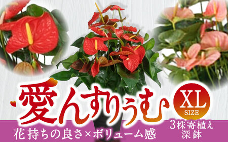 愛んすりうむ（アンスリウム） アンスリウム XL-深（3株寄植え／深鉢） 湖東フラワー 滋賀県 東近江市 D-E24 アンスリウム アンスリューム 観葉植物 鉢植え 花 プレゼント ギフト お祝い お