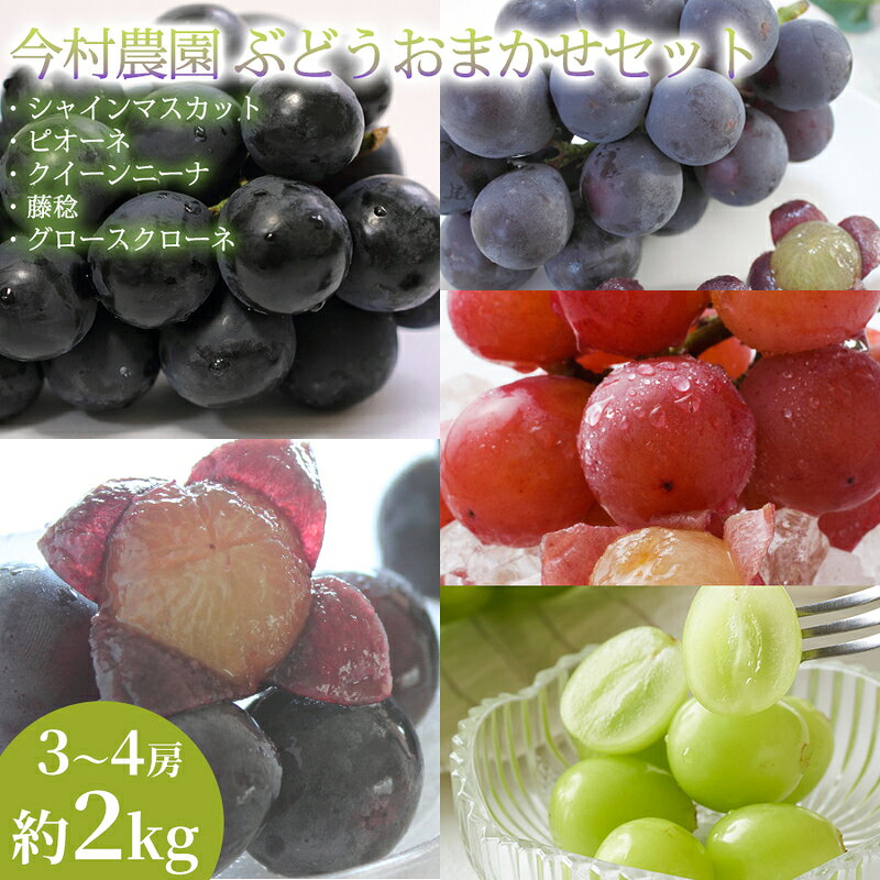 【ふるさと納税】【旬の贅沢詰合せ】熊本県産ぶどうおまかせ3～4房(約2kg) 1セット ぶどう 食べ比べ 詰め合わせ フルーツ 高級 大粒 甘い 濃厚 ギフト 贈答用 家庭用 お取り寄せ 熊本県　お届け：2026年8月15日～2026年9月30日