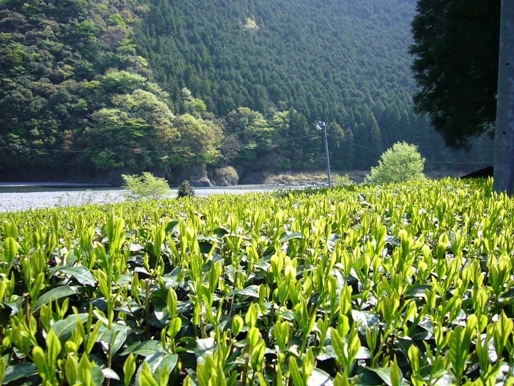 茶畑の風景