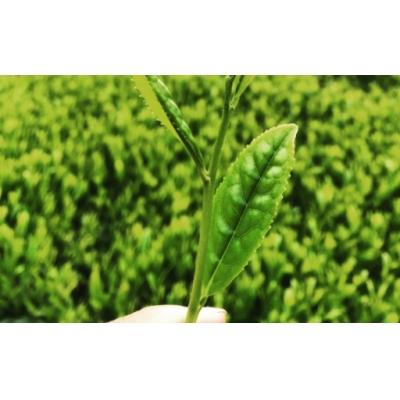 ふるさと納税 曽於市 <お茶生産量日本一の鹿児島県産!>小さいお茶屋の深蒸し茶ティーバッグ!! |  | 03