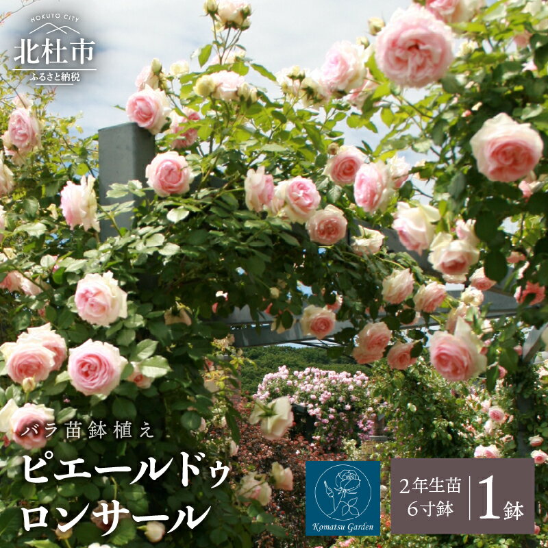 【ふるさと納税】 バラ 苗 1鉢 鉢植え 弱い返り咲き 花 ピエールドゥロンサール 6寸鉢 2年生苗 ガーデニング 初心者 母の日 父の日 送料無料