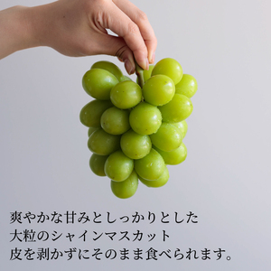 【来季先行予約】【2025年8月下旬～9月中旬順次発送】 シャインマスカット 1kg ( 2房 または 3房 )  秀品 シャインマスカット マスカット ますかっと ぶどう ブドウ 葡萄 種無し 果物