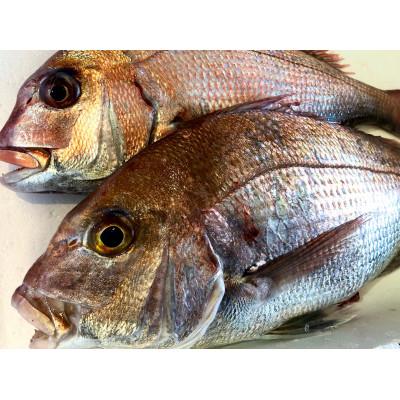 ふるさと納税 八幡浜市 竹中水産の八幡浜発!「天然真鯛〔下処理済)を味わうセット1〜2枚」【D22-276】 |  | 03