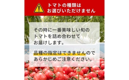 完熟トマト食べ比べセット1kg 約3種類のトマト 美味しさ選別 ｜とまと トマト 減農薬 野菜 やさい 人気 新鮮 産地直送 直売 フルーツトマト 甘い 高糖度 完熟 リコピン ビタミン ダイエット 