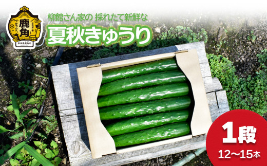 《先行予約》夏秋 きゅうり 1段（12～15本入）●2025年7月下旬発送開始【柳館 信義】秋田県鹿角産 新鮮 旬 安全 採れたて 胡瓜 国産野菜 お中元 お歳暮 お取り寄せ グルメ ギフト 秋田 あきた 鹿角市 鹿角 送料無料