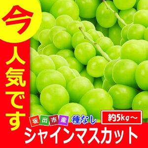 《2026年発送》大粒 シャインマスカット セット 秀品 約5kg ( 6～10房 )  2026年発送 ｜ 香川産 ぶどう マスカット