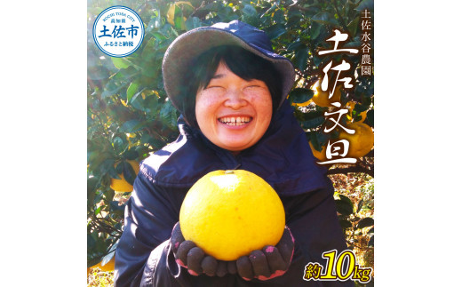 本場、高知県土佐市産！土佐水谷農園の露地土佐文旦 約10キロ 10kg（3L - 5L） 文旦 ぶんたん ブンタン 土佐文旦 柑橘 フルーツ 果物 ご当地 お取り寄せ 土佐 高知