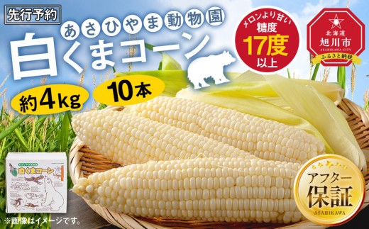 【26年発送先行予約】あさひやま動物園しろくまコーン 10本（約4kg）2026年8月下旬から発送開始予定 【 とうもろこし 人気 北海道 糖度 野菜 白いとうもろこし 白いスイートコーン 産地直送 ホワイトレディ コーン 玉蜀黍 旬 お取り寄せ 旭川市 北海道 】_00308