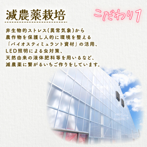 【2027年2月中旬発送開始】 いちご １パック 12or15粒 ベリーポップ  イチゴ フルーツ 果物 くだもの いちご shibatafarm002_01