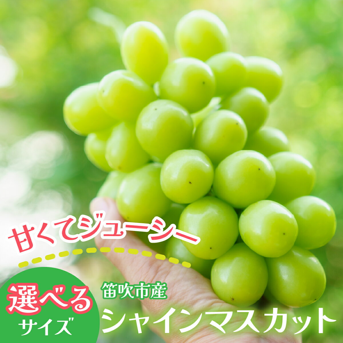 【ふるさと納税】選べる容量 笛吹市産 シャインマスカット 石倉ファーム【950gから2.4kg】ふるさと納税 ぶどう シャインマスカット 笛吹市 期間限定 果物 旬 山梨県 送料無料 241-003～241-006