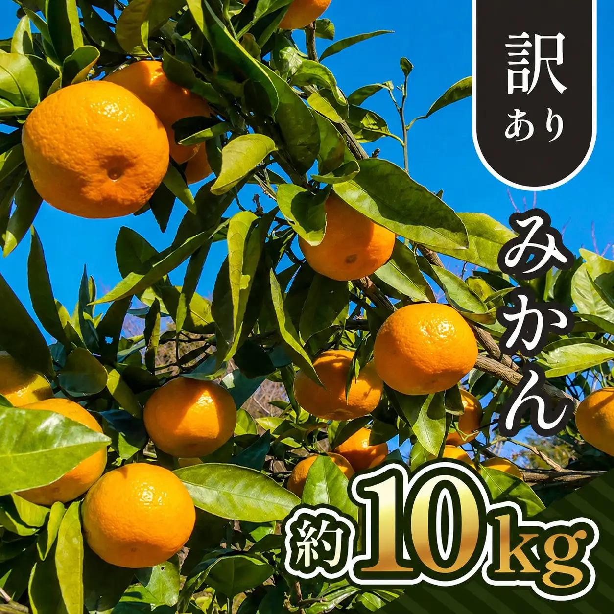 【 先行予約 】 訳あり 熊本県産 温州 みかん 約 10kg