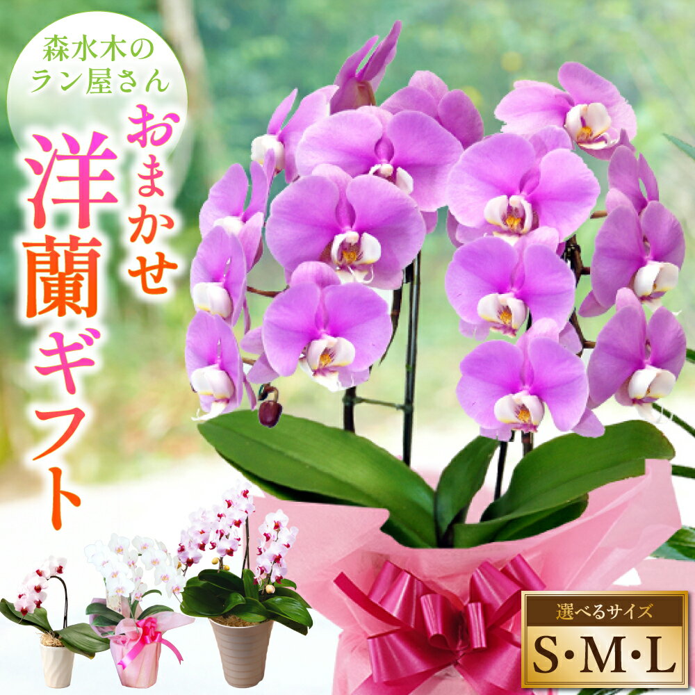 【ふるさと納税】 洋蘭 ギフト【選べるサイズ】S M L 鉢花 高さ30～40cm 高さ40〜60cm 高さ60～80cm 森水木のラン屋さん プロが選んでお届け 胡蝶蘭 フラワーギフト お祝い 誕生日 鉢植え 花 贈り物 ギフト 蘭 ラン 九州 熊本県 送料無料 宮川洋蘭